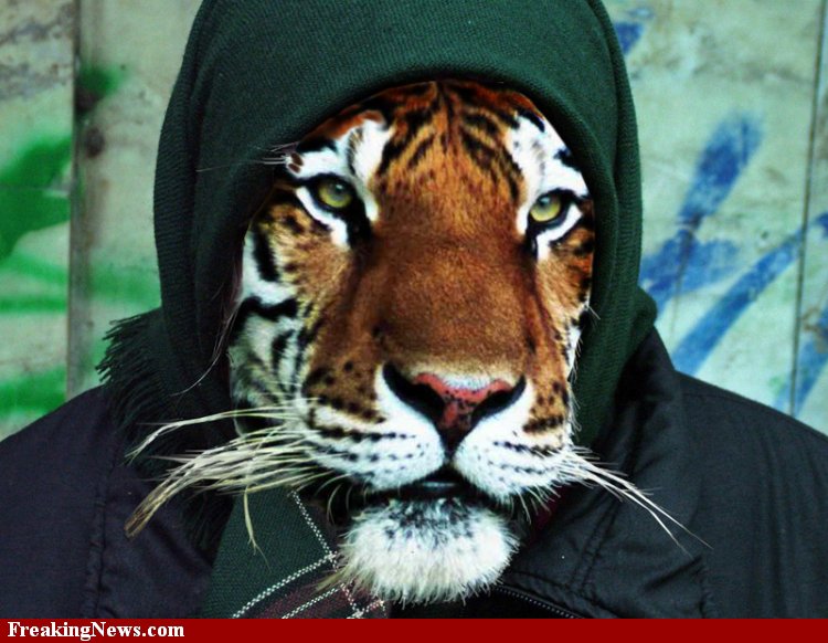 tiger-in-street-clothes-44899.jpg